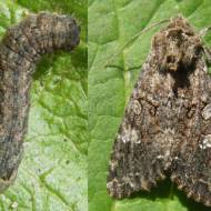 Від гусениці, совок